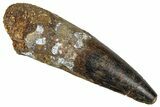 Fossil Spinosaurus Tooth - Real Dinosaur Tooth #373780-1